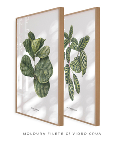 Quadros Decorativos Dupla Ficus + Calathea - comprar online