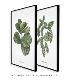 Quadros Decorativos Dupla Ficus + Calathea - loja online