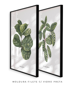 Imagem do Quadros Decorativos Dupla Ficus + Calathea