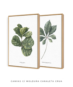 Quadros Decorativos Dupla Ficus + Tabebuia