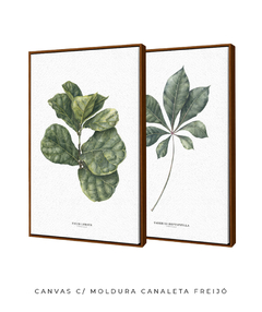 Quadros Decorativos Dupla Ficus + Tabebuia - loja online