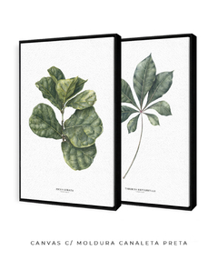 Quadros Decorativos Dupla Ficus + Tabebuia