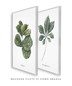 Imagem do Quadros Decorativos Dupla Ficus + Tabebuia