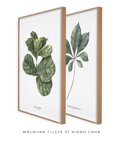 Imagem do Quadros Decorativos Dupla Ficus + Tabebuia