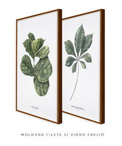 Quadros Decorativos Dupla Ficus + Tabebuia - loja online