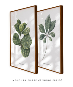 Quadros Decorativos Dupla Ficus + Tabebuia - loja online