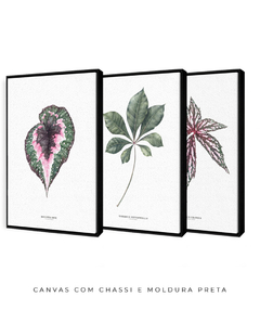 Trio Quadro Decorativo Begonia Rex + Tabebuia + Begonia Grandis - loja online