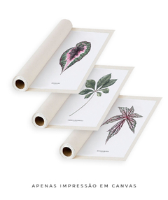 Trio Quadro Decorativo Begonia Rex + Tabebuia + Begonia Grandis