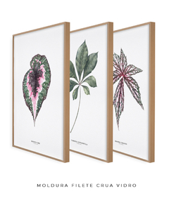 Trio Quadro Decorativo Begonia Rex + Tabebuia + Begonia Grandis