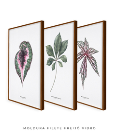 Trio Quadro Decorativo Begonia Rex + Tabebuia + Begonia Grandis - Flowersjuls - Quadros botânicos decorativos | Aquarelas autorais