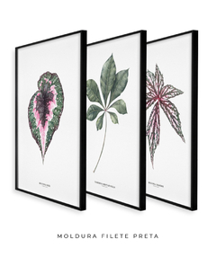 Trio Quadro Decorativo Begonia Rex + Tabebuia + Begonia Grandis - loja online