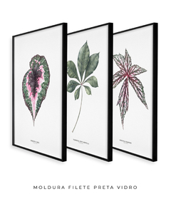 Imagem do Trio Quadro Decorativo Begonia Rex + Tabebuia + Begonia Grandis