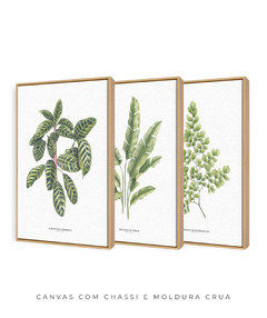 Trio Quadro Decorativo Calathea + Heliconia + Avenca II - loja online