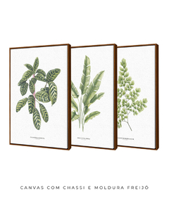 Trio Quadro Decorativo Calathea + Heliconia + Avenca II