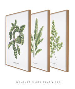 Trio Quadro Decorativo Calathea + Heliconia + Avenca II - comprar online