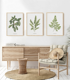 Trio Quadro Decorativo Calathea + Heliconia + Avenca II