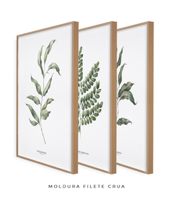 Trio Quadro Decorativo Eucalipto I + Pau Brasil + Eucalipto II