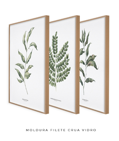 Trio Quadro Decorativo Eucalipto I + Pau Brasil + Eucalipto II - comprar online