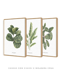 Imagem do Trio Quadro Decorativo Ficus + Heliconia + Calathea