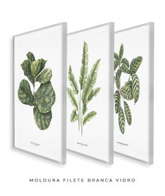 Imagem do Trio Quadro Decorativo Ficus + Heliconia + Calathea