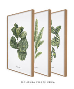 Trio Quadro Decorativo Ficus + Heliconia + Calathea