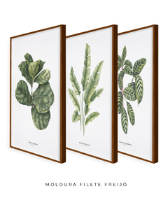 Trio Quadro Decorativo Ficus + Heliconia + Calathea na internet