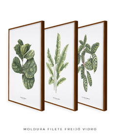 Trio Quadro Decorativo Ficus + Heliconia + Calathea - Flowersjuls - Quadros botânicos decorativos | Aquarelas autorais