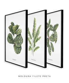 Trio Quadro Decorativo Ficus + Heliconia + Calathea - loja online