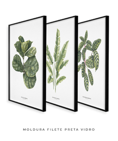 Imagem do Trio Quadro Decorativo Ficus + Heliconia + Calathea