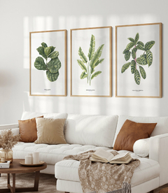 Trio Quadro Decorativo Ficus + Heliconia + Calathea