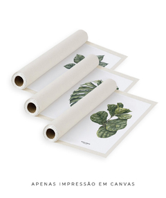 Imagem do Trio Quadro Decorativo Ficus Lyrata + Monstera + Tabebuia