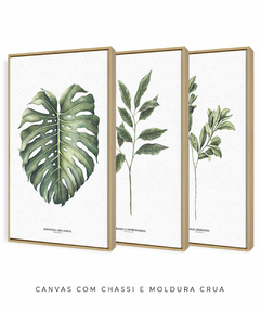 Trio Quadro Decorativo Galho Gardênia + Monstera + Oliveira - loja online