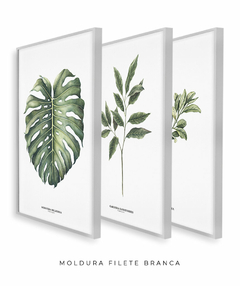 Trio Quadro Decorativo Galho Gardênia + Monstera + Oliveira - comprar online