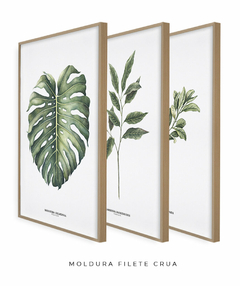 Trio Quadro Decorativo Galho Gardênia + Monstera + Oliveira na internet