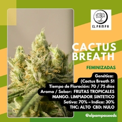CACTUS BREATH x 3 FEMINIZADAS - comprar online