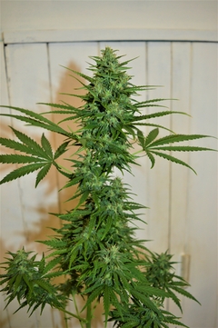 MK KUSH AUTO x 5 Auto - SENSEI BOX