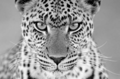 LEOPARD LOVE - comprar online