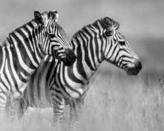 ZEBRAS #2 - comprar online