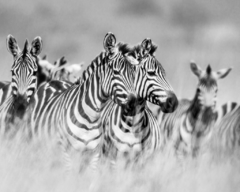 ZEBRAS #2 - comprar online
