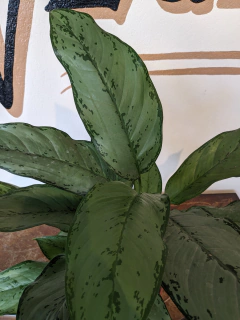 Aglaonema Pattaya - M15 - comprar online