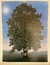 Rene Magritte 60x40