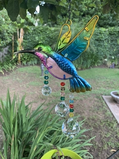 Colibrí AtrapaSol en internet