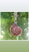 Dije Ammonite