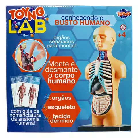 Brinquedo Conhecendo o Busto Humano - Toyng Lab