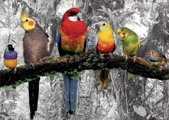 PUZZLE 500 piezas Pájaros En La Jungla - educa - comprar online