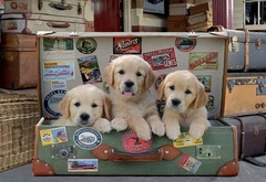 Puzzle Rompecabeza 500 piezas Cachorros en el Equipaje - Educa - comprar online