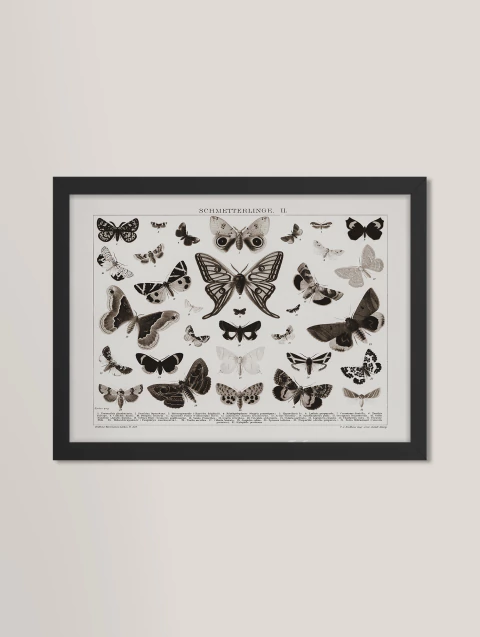 Quadro decorativo - borboletas vintage