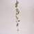 Ceropegia woodii - comprar online
