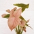 Syngonium Rosado en internet