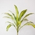 Dracena
